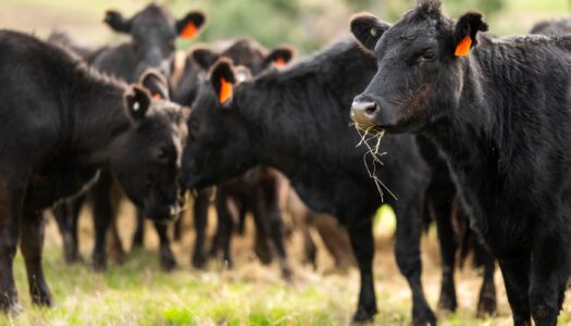Comissão de Agricultura aprova criação de Fundo Nacional de Sanidade Animal