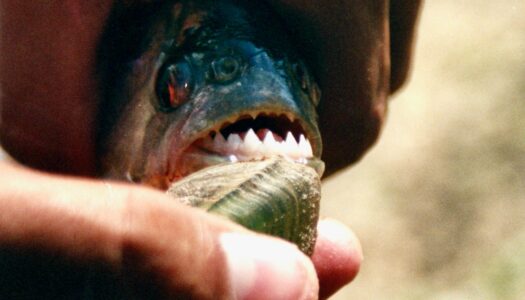 Ministério da Cidadania confirma R$ 300 mil para pescadores afetados por piranhas