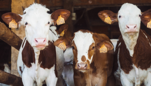 Emenda reduz a zero Pis e Cofins sobre rações e suplementos minerais destinados à alimentação de bovinos