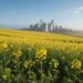 Planejamento agrícola: lavoura de canola em flor com silos de armazenagem ao fundo